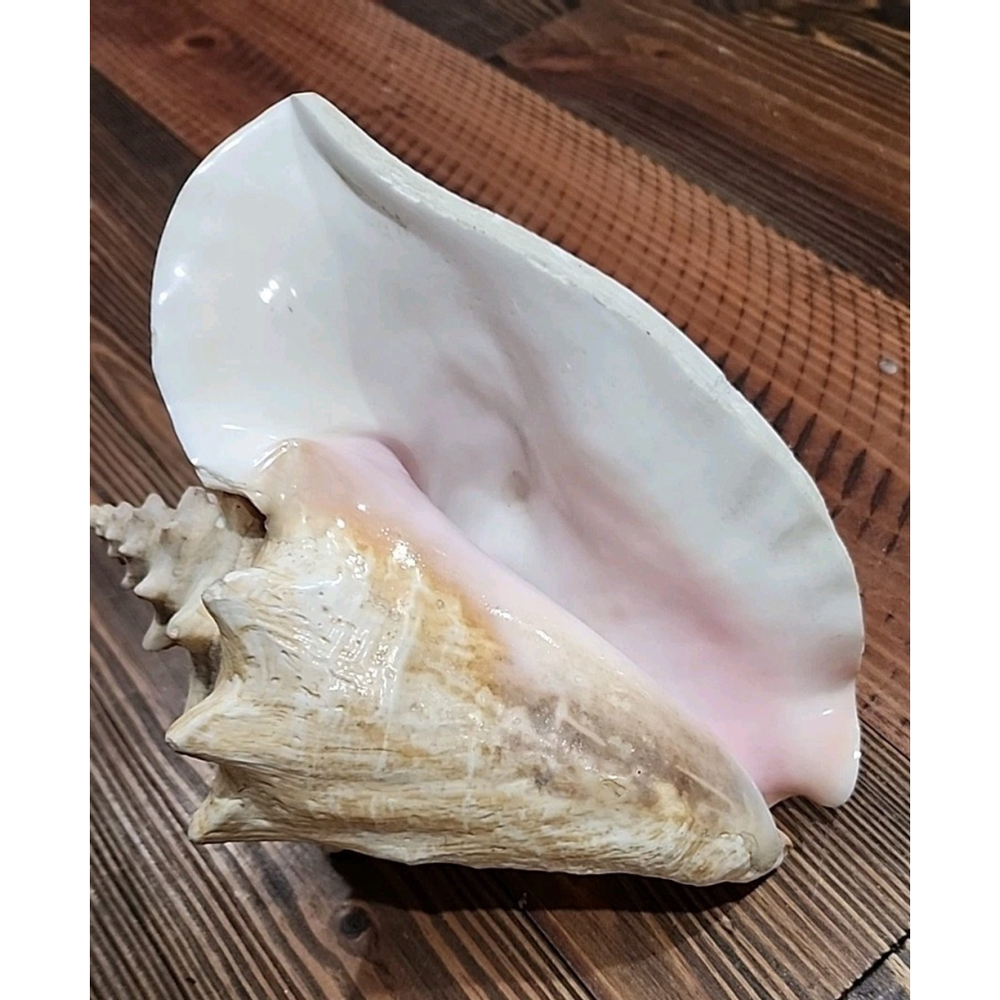 Vintage Queen Stromb Conch Shell Nautical Art Pink Natural - Picture 12 of 12